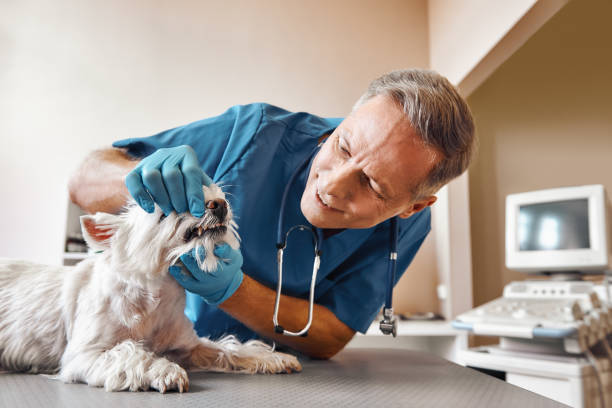 Best Emergency X-Rays and Diagnostics in Sisters, OR